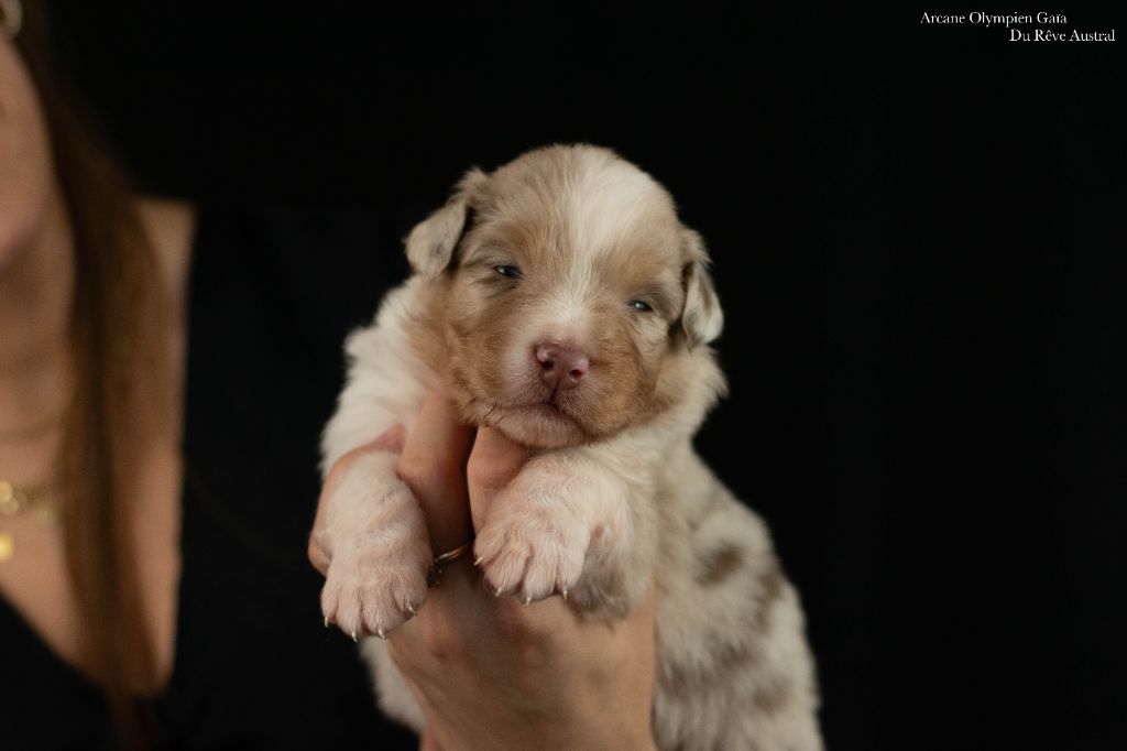 Du Rêve Austral - Chiots disponibles - Berger Australien