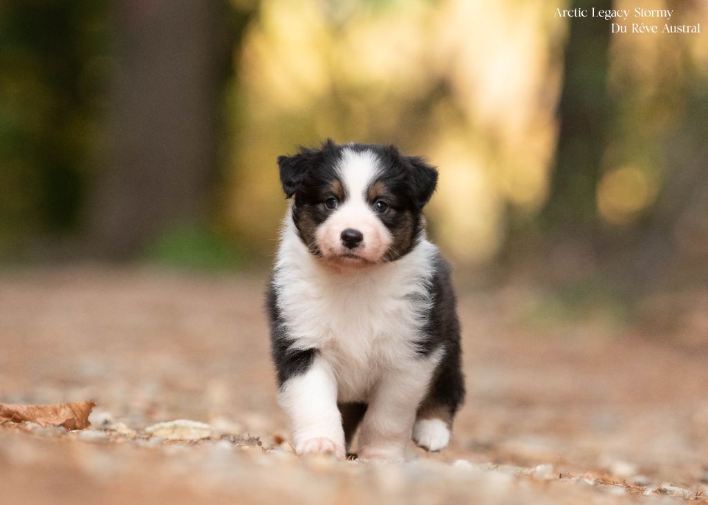 Du Rêve Austral - Chiots disponibles - Berger Australien