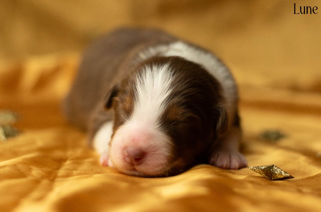 Du Rêve Austral - Chiots disponibles - Berger Australien