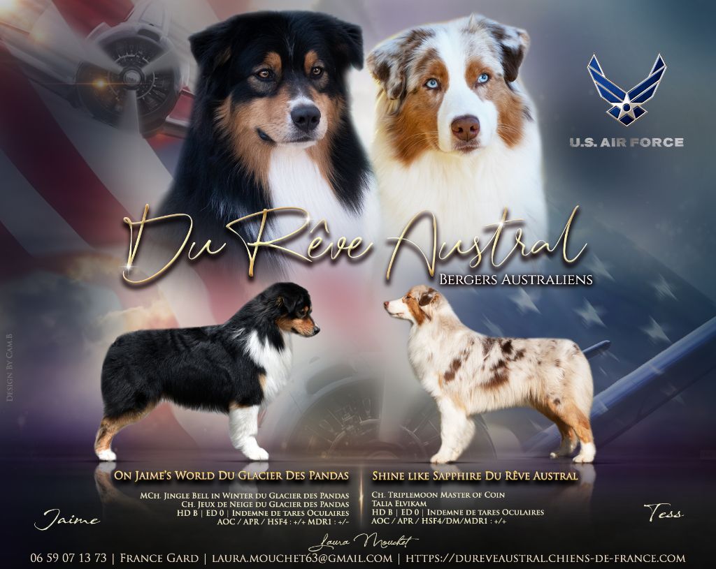 Du Rêve Austral - Berger Australien - Portée née le 06/11/2023