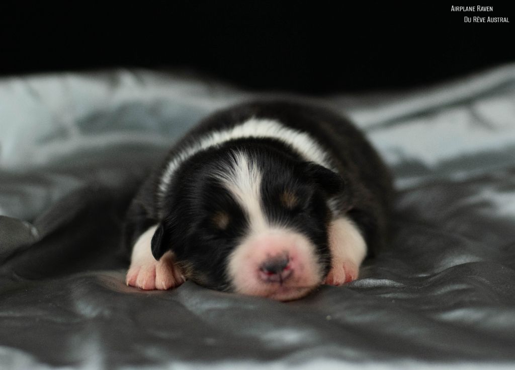 Du Rêve Austral - Chiots disponibles - Berger Australien