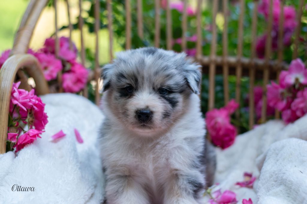 Du Rêve Austral - Chiots disponibles - Berger Australien
