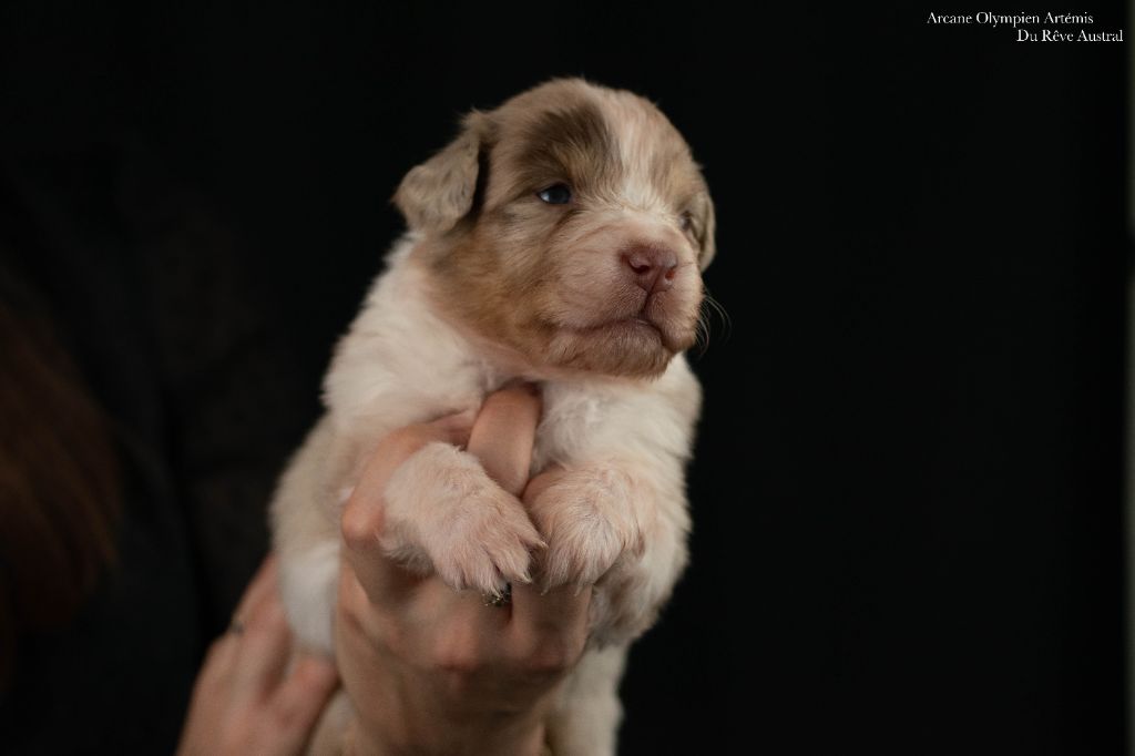 Du Rêve Austral - Chiots disponibles - Berger Australien