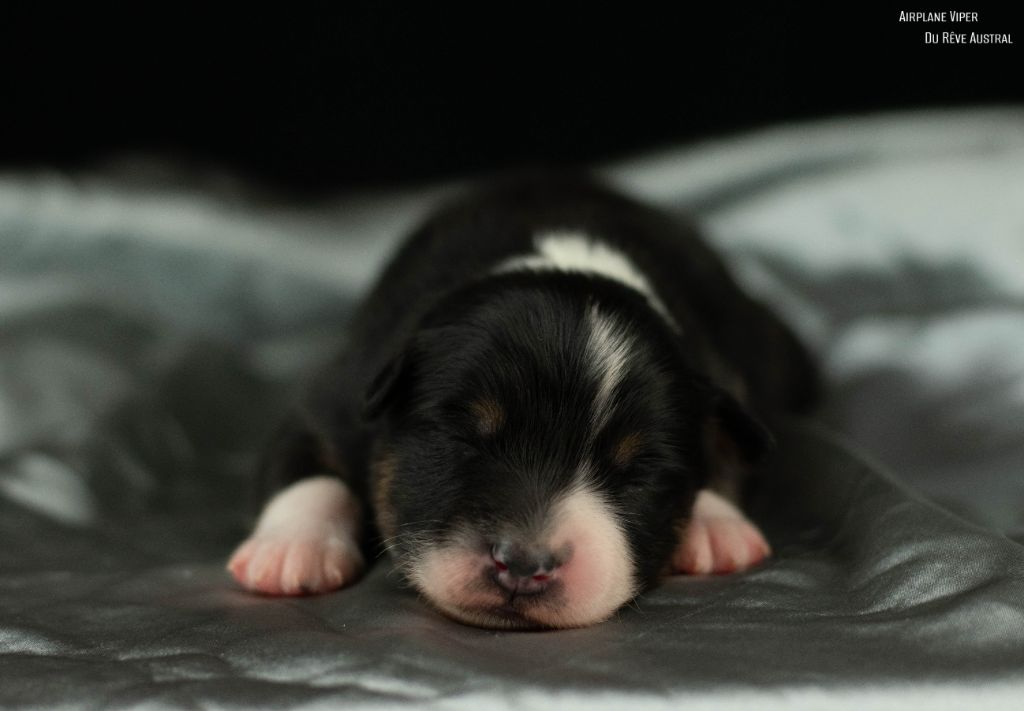 Du Rêve Austral - Chiots disponibles - Berger Australien