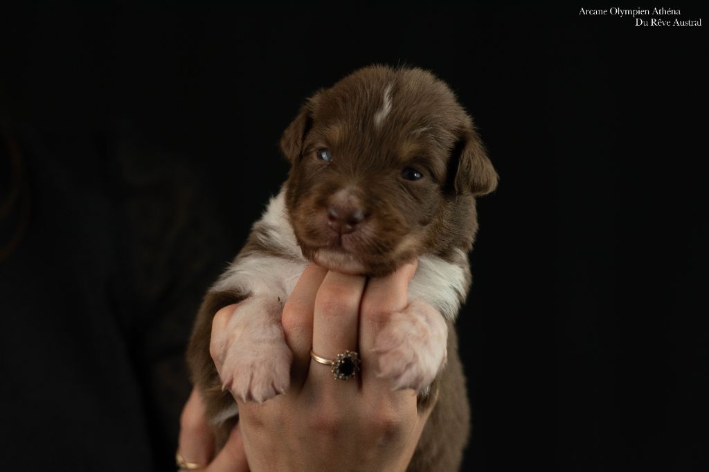 Du Rêve Austral - Chiots disponibles - Berger Australien