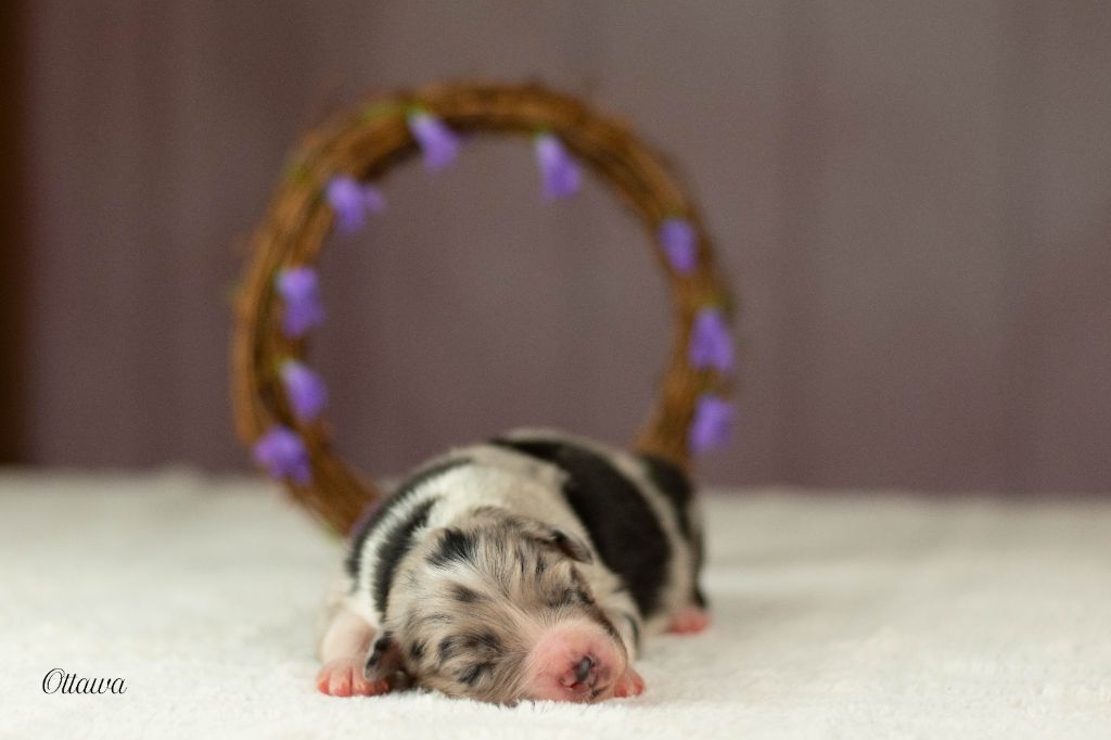 Du Rêve Austral - Chiots disponibles - Berger Australien