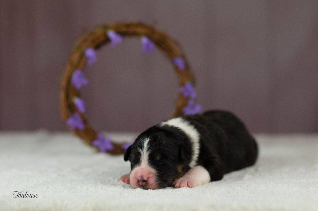 Du Rêve Austral - Chiots disponibles - Berger Australien