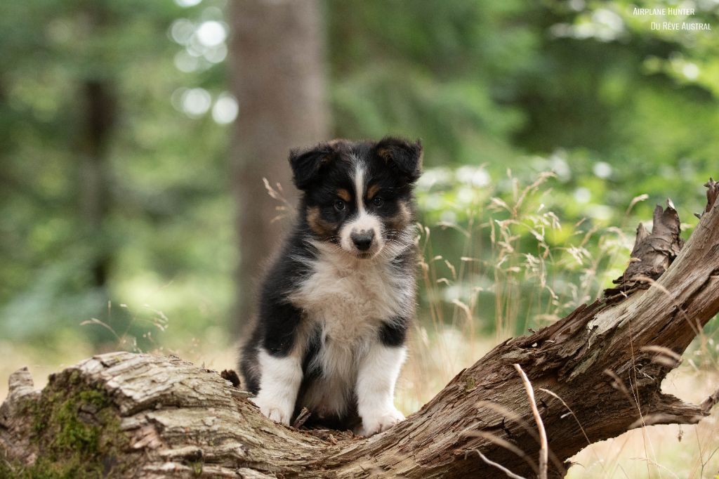 Du Rêve Austral - Chiots disponibles - Berger Australien
