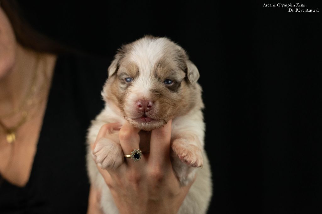 Du Rêve Austral - Chiots disponibles - Berger Australien