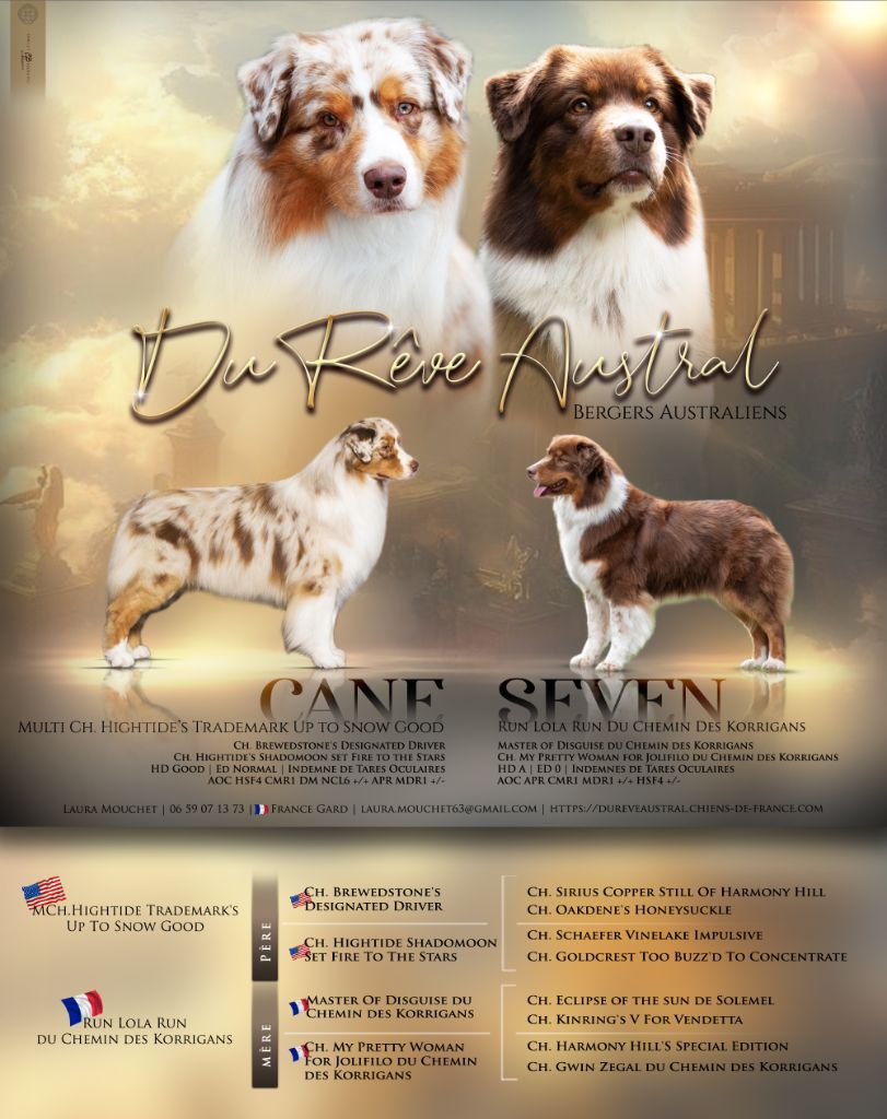 Chiot Berger Australien Du Rêve Austral