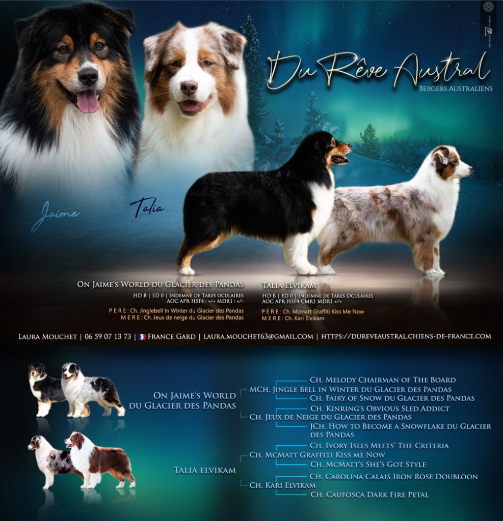 Chiot Berger Australien Du Rêve Austral