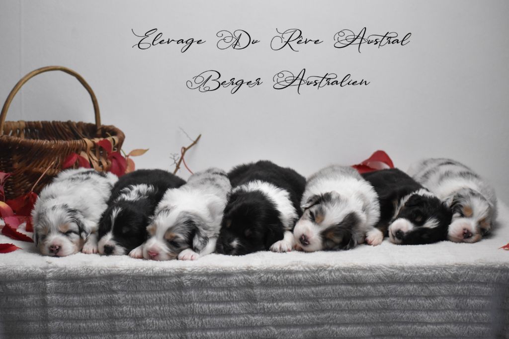 Du Rêve Austral - Berger Australien - Portée née le 10/10/2020