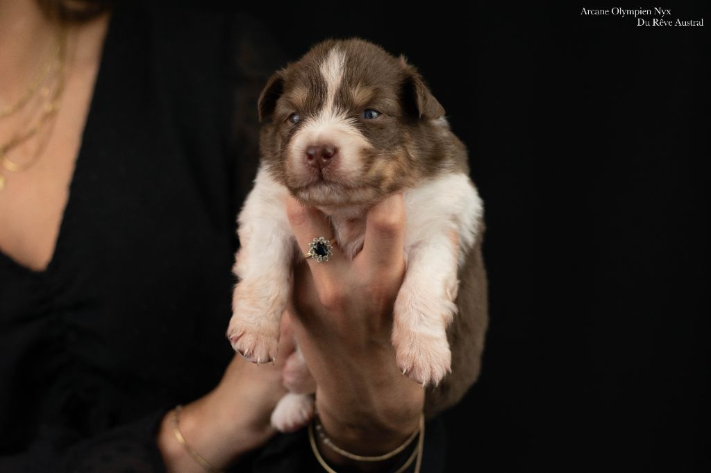 Du Rêve Austral - Chiots disponibles - Berger Australien