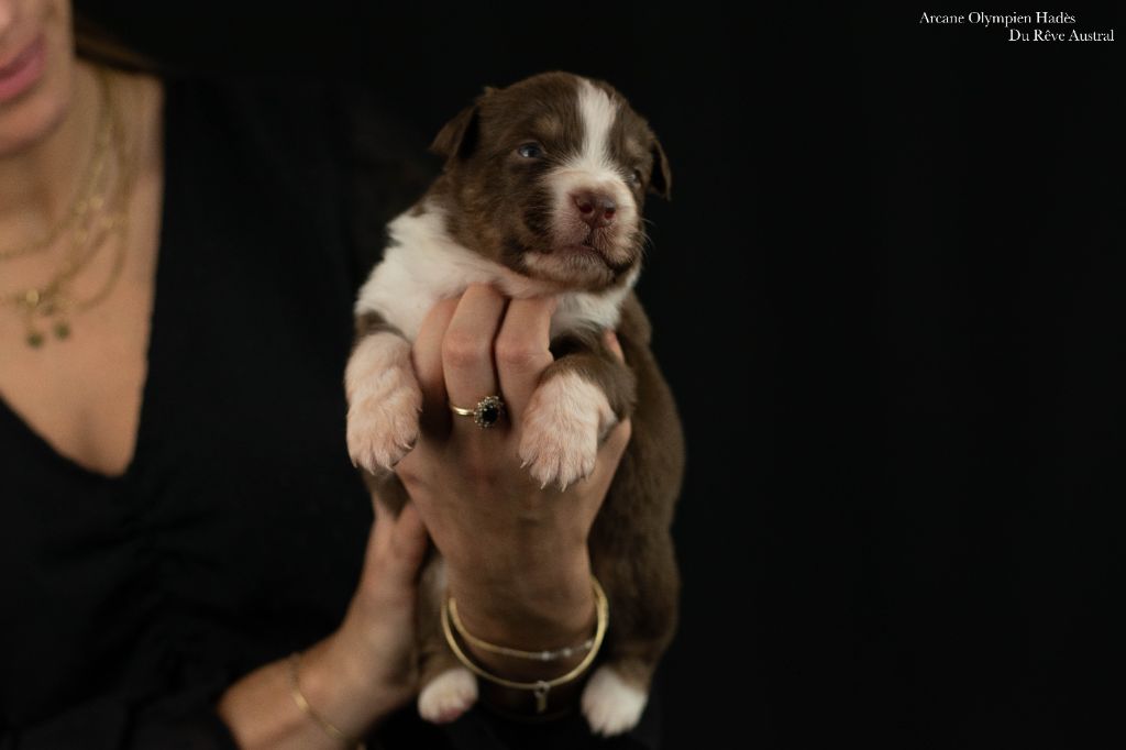 Du Rêve Austral - Chiots disponibles - Berger Australien