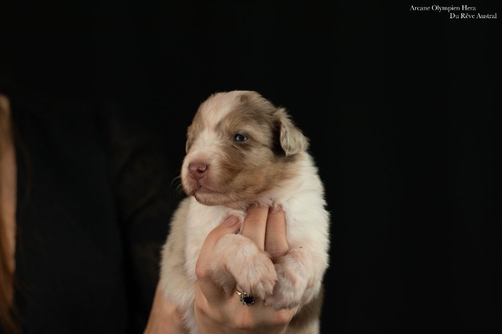 Du Rêve Austral - Chiots disponibles - Berger Australien