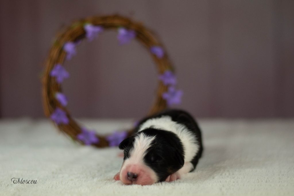 Du Rêve Austral - Chiots disponibles - Berger Australien