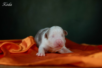 Koda