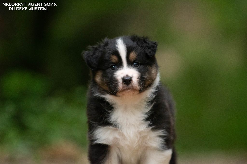 Du Rêve Austral - Berger Australien - Portée née le 21/05/2024