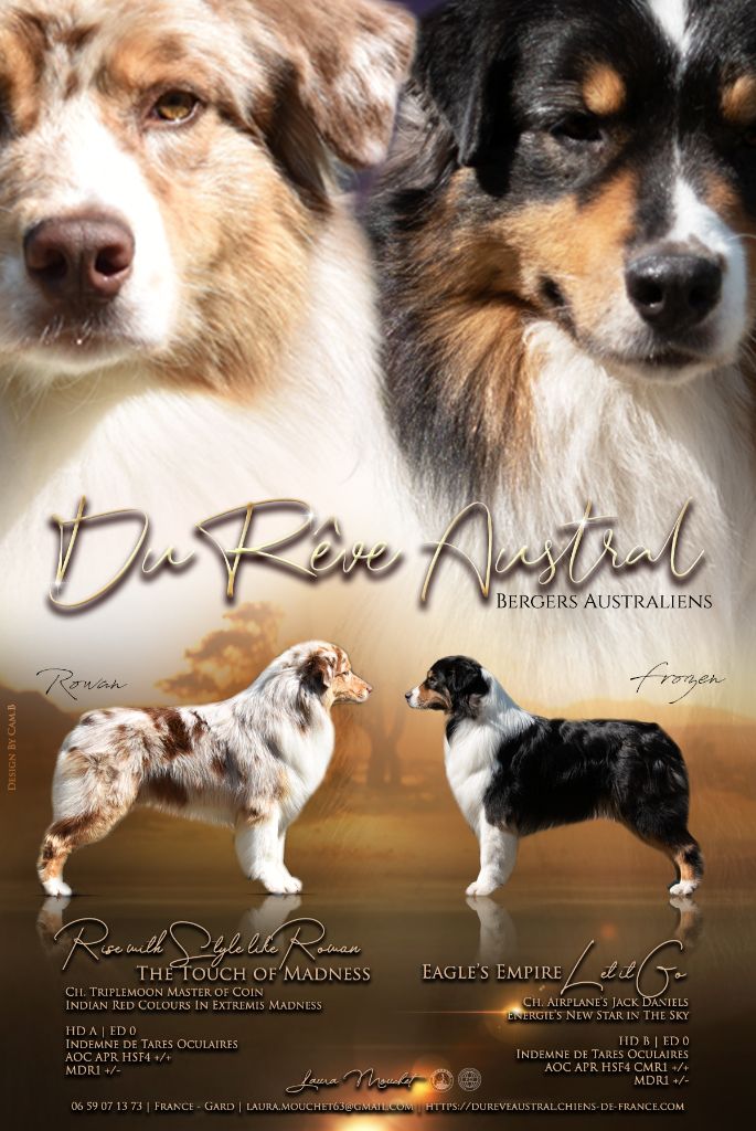 Du Rêve Austral - Berger Australien - Portée née le 30/08/2023