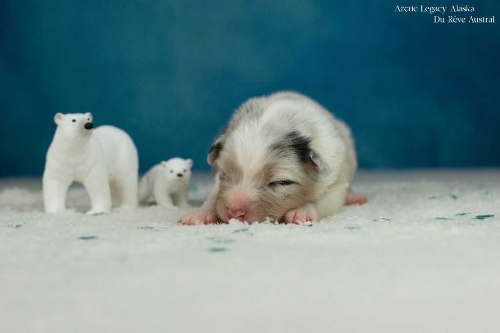 Du Rêve Austral - Chiots disponibles - Berger Australien