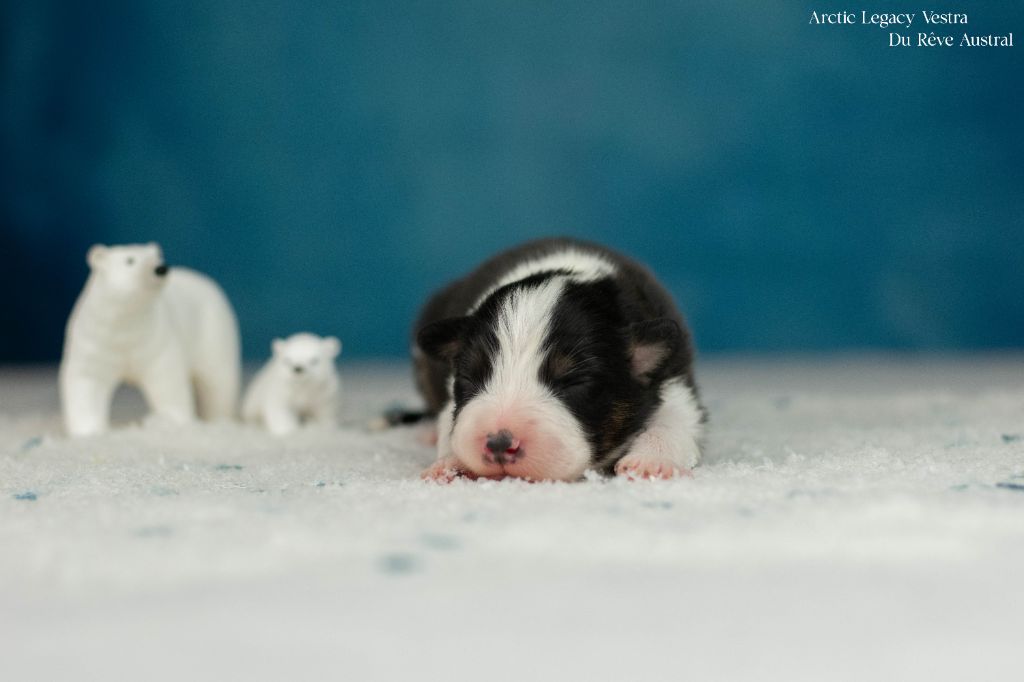 Du Rêve Austral - Chiots disponibles - Berger Australien
