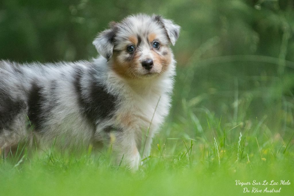 Du Rêve Austral - Berger Australien - Portée née le 11/05/2024