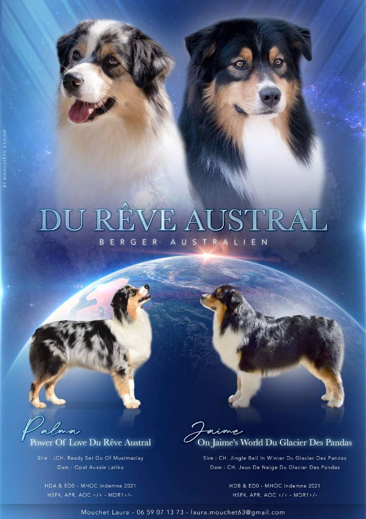 Du Rêve Austral - Berger Australien - Portée née le 10/08/2021