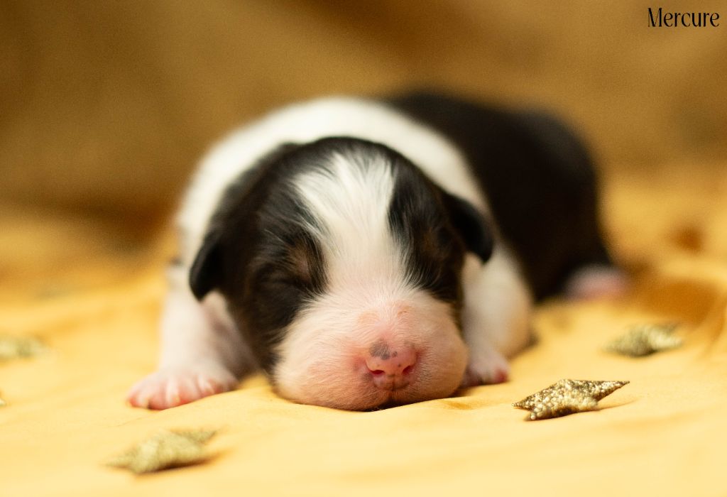 Du Rêve Austral - Chiots disponibles - Berger Australien