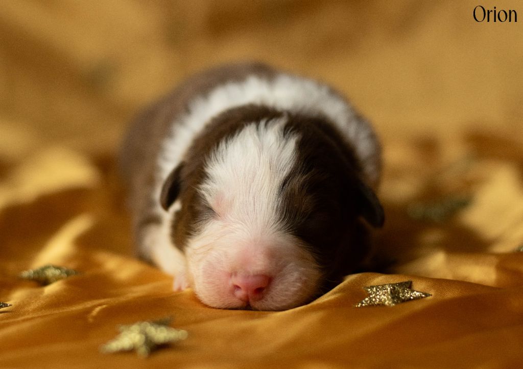 Du Rêve Austral - Chiots disponibles - Berger Australien
