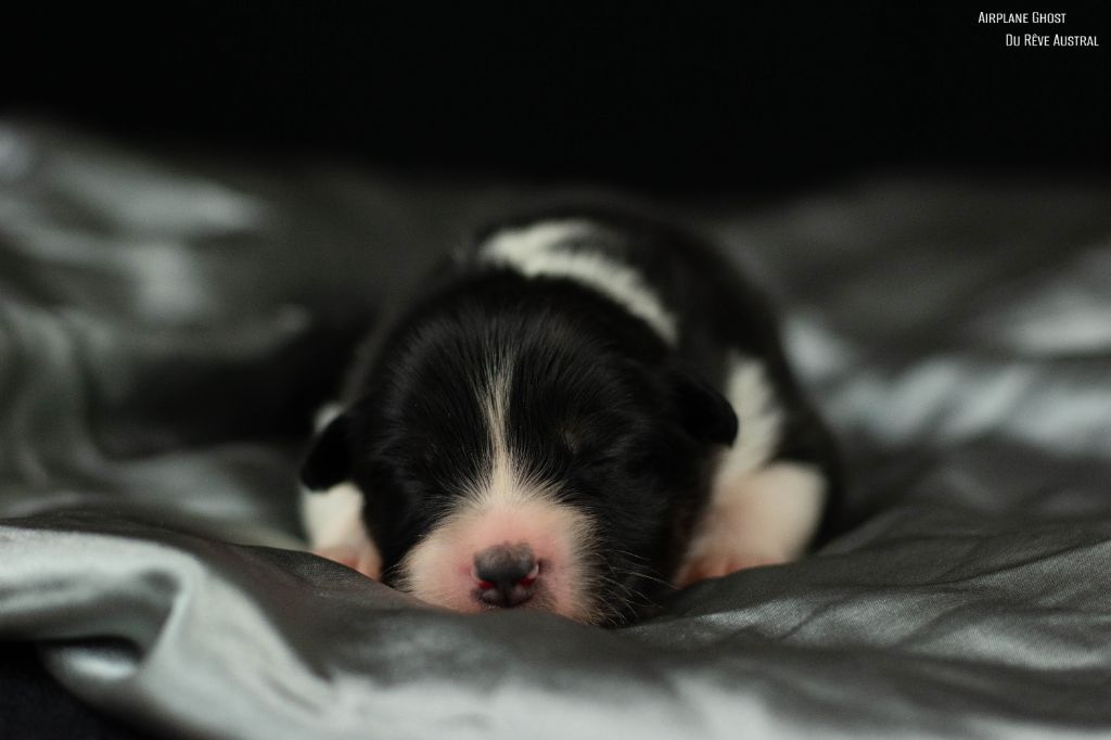 Du Rêve Austral - Chiots disponibles - Berger Australien