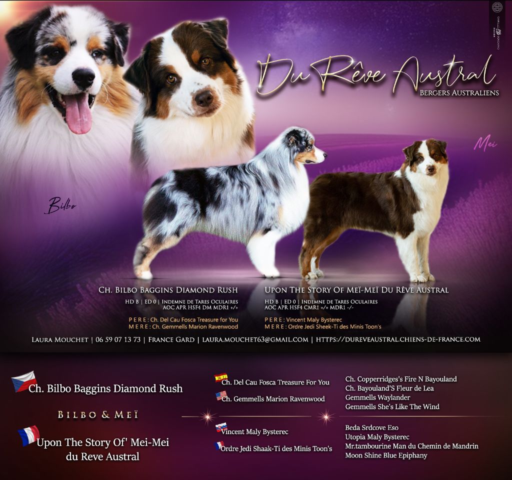 Du Rêve Austral - Berger Australien - Portée née le 16/07/2025