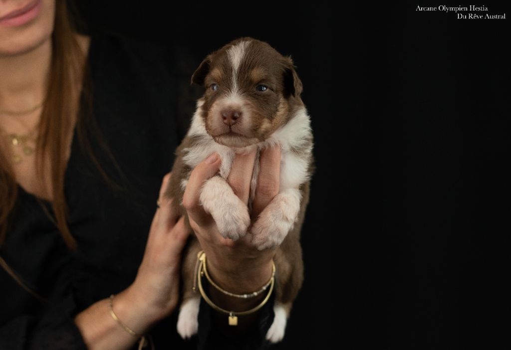 Du Rêve Austral - Chiots disponibles - Berger Australien