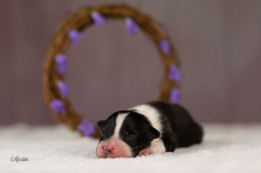 Du Rêve Austral - Chiots disponibles - Berger Australien