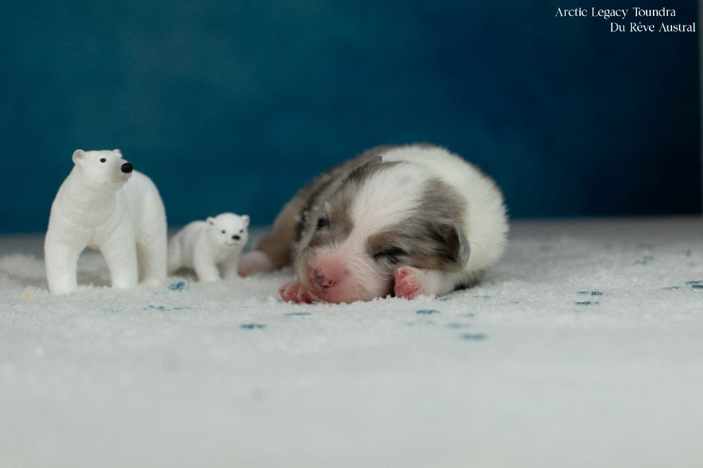 Du Rêve Austral - Chiots disponibles - Berger Australien