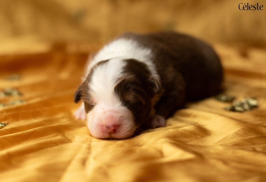 Du Rêve Austral - Chiots disponibles - Berger Australien