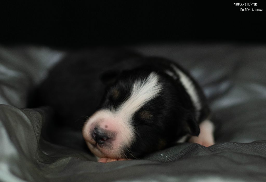 Du Rêve Austral - Chiots disponibles - Berger Australien