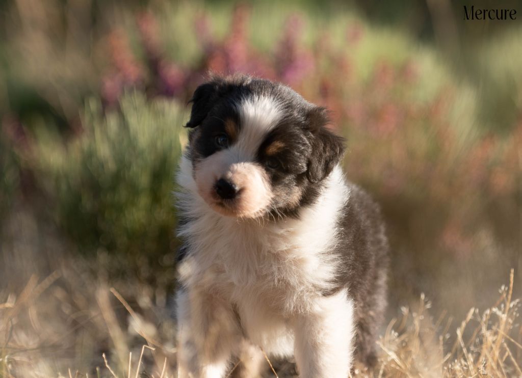 Du Rêve Austral - Chiots disponibles - Berger Australien